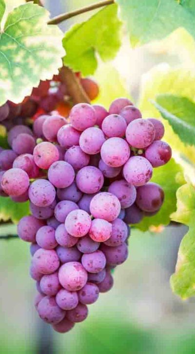 Wijn velden Spirit voor jou-3